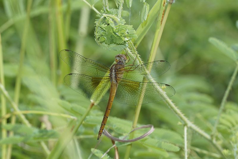 File:Pantala flavescens 7866.jpg