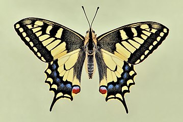 Običan lastin repak (Papilio machaon)