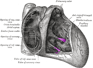 Papillary muscles.png