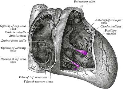 Papillary muscle