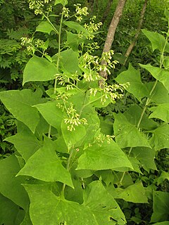 <i>Parasenecio hastatus</i> Species of flowering plant