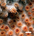 Thumbnail for Parazoanthus darwini