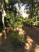 Palma de bambú en el parque;  hojas en forma de helecho.