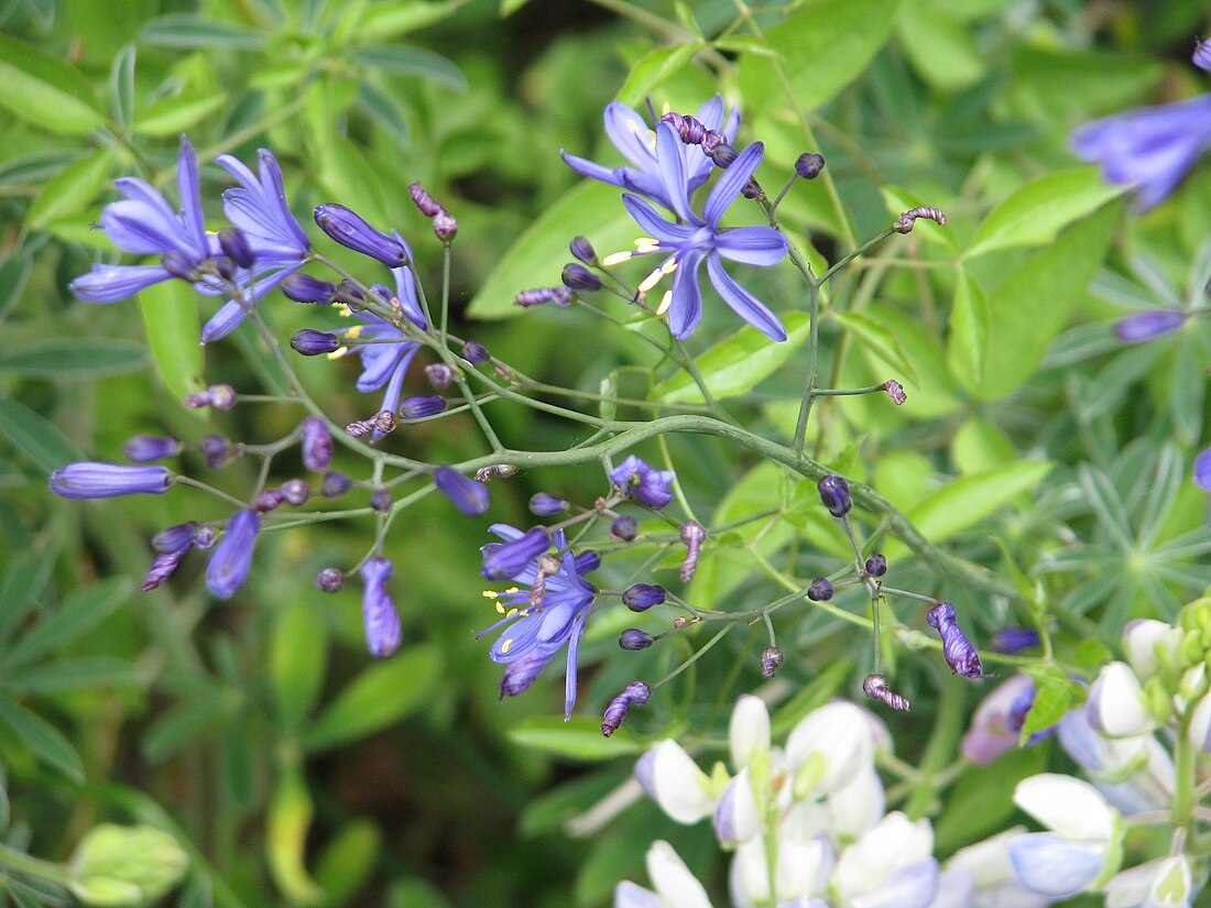 Pasithea caerulea