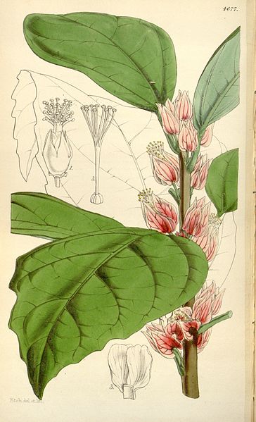 File:Pavonia strictiflora Bot. Mag. 78. 4677. 1852.jpg