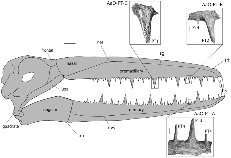 File:Pelagornis mauretanicus.png