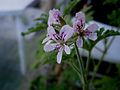 Pelargonium × graveolens flowers