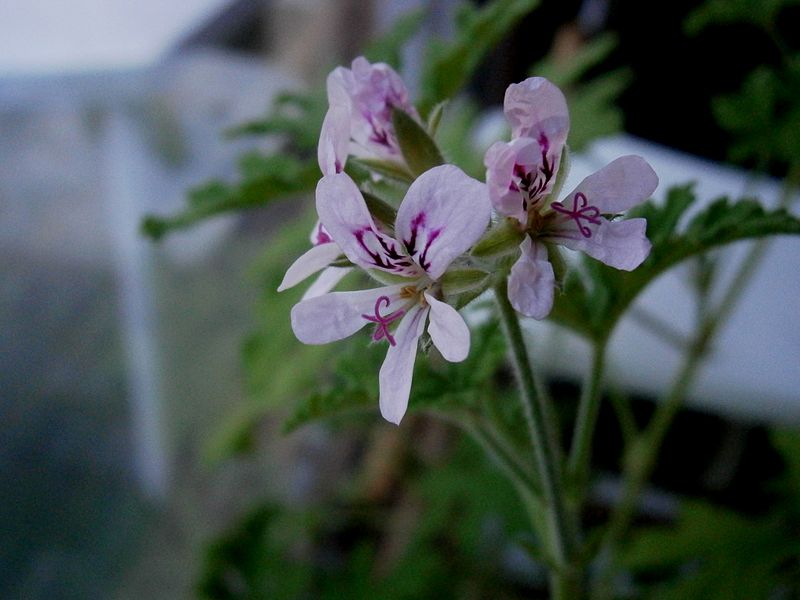 File:Pelargonium graveolens flowers 2.jpg