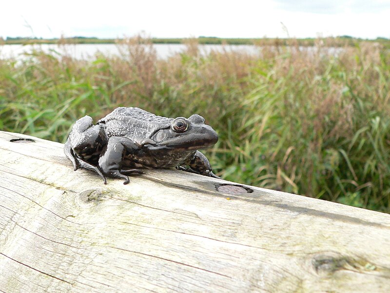 Fil:PelophylaxRidibundusLauwersmeerHabitat.JPG