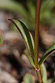 Penstemon procerus