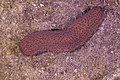 * Nomination Sea cucumber (Holothuria sanctori), Teno-Rasca marine strip, Tenerife, Spain --Poco a poco 15:07, 1 September 2022 (UTC) * Decline  Oppose Not sharp enough --MIGORMCZ 16:30, 1 September 2022 (UTC)