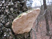 Perenniporia fraxinophila 129636.jpg