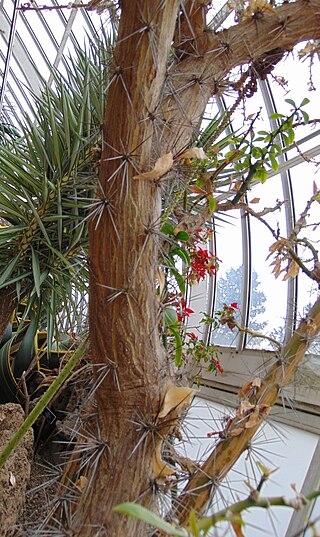 <i>Rhodocactus nemorosus</i> Species of cactus