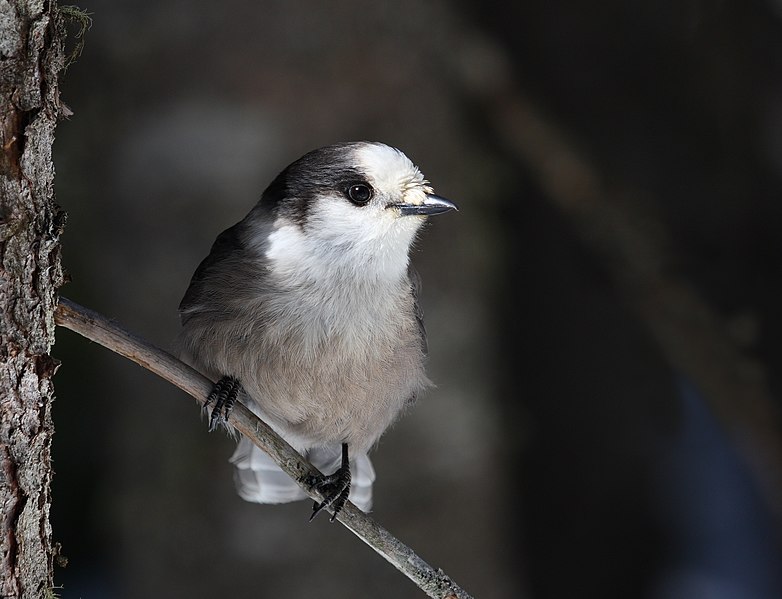 File:Perisoreus canadensis mercier1.jpg