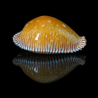 <i>Perisserosa guttata</i> Species of gastropod