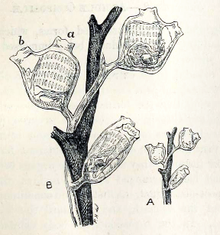 Perophora listeri; A. slightly magnified; B. further magnified; ascidiozooids in right, left and lateral aspects
a. branchial siphon b. atrial siphon Perophora listeri 001.png