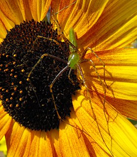 <i>Peucetia longipalpis</i> Species of spider