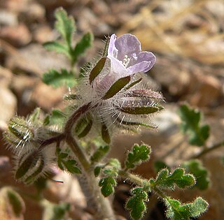 <i>Phacelia cryptantha</i> Species of plant