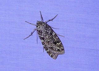 <i>Phaegoptera</i> Genus of moths