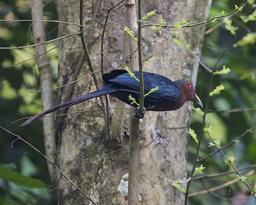 Phaenicophaeus curvirostris 2