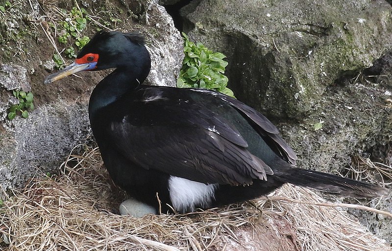 File:Phalacrocorax urile on nest.jpg