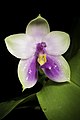 Phalaenopsis bellina