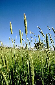 Phalaris aquatica.jpg