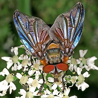 Phasiinae subfamily of insects