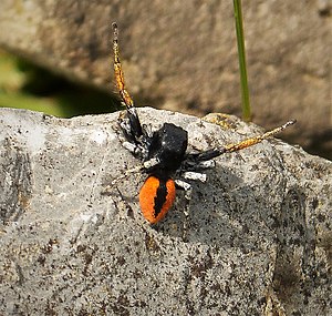 Philaeus chrysops jumping spider.jpg