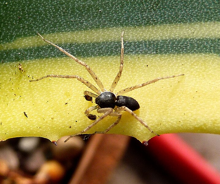 File:Philodromus dispar. Male. Running Crab Spiders (Philodromidae) - Flickr - gailhampshire.jpg