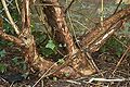 'Luteus' bark of 14-year-old tree