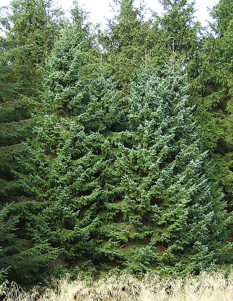 File:Picea omorika0.jpg