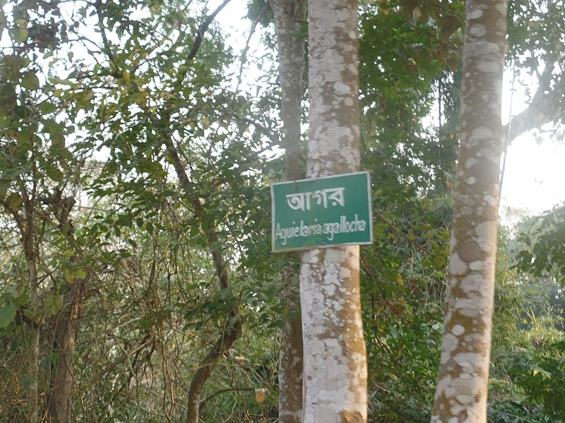 File:Picher 12 Satchari National Park.jpg