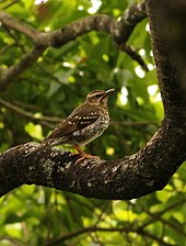 Female