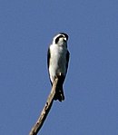 Gescheckter Falke (Microhierax melanoleucos) aus dem Pakke Tiger Reserve JEG3641 (beschnitten).jpg