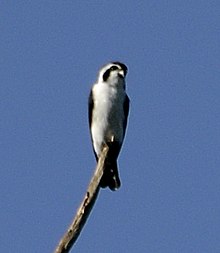 Pied falconet, (Microhierax melanoleucos) from pakke tiger reserve JEG3641 (cropped).jpg
