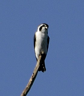 Pied falconet Species of bird
