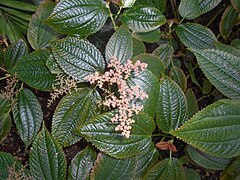 Description de l'image Pilea grandifolia 2017-05-31 2588.jpg.