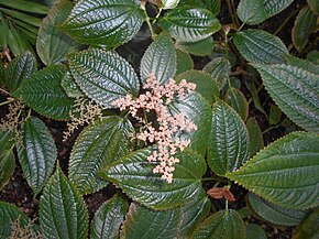 Descrierea imaginii Pilea grandifolia 2017-05-31 2588.jpg.