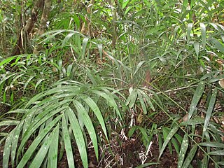 <i>Pinanga cattienensis</i> Species of palm