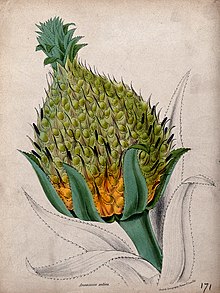 Painted illustration of a pineapple fruit growing on the end of a stem, surrounded by unpainted leaves.