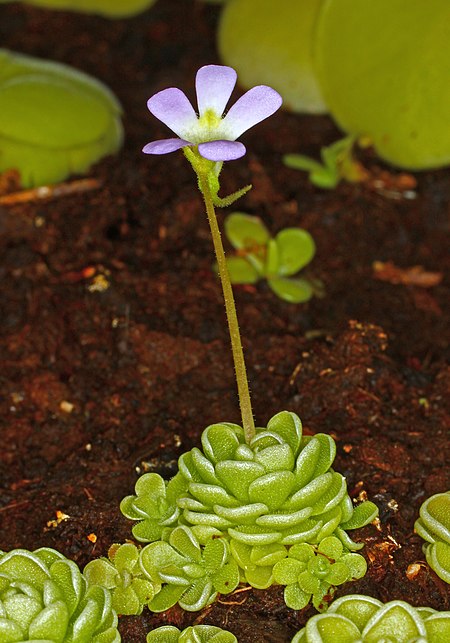 Fail:Pinguicula esseriana 02.jpg