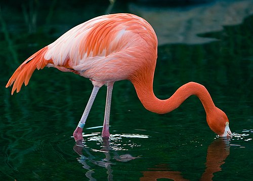 Pink Flamingo @ Temaikén.jpg