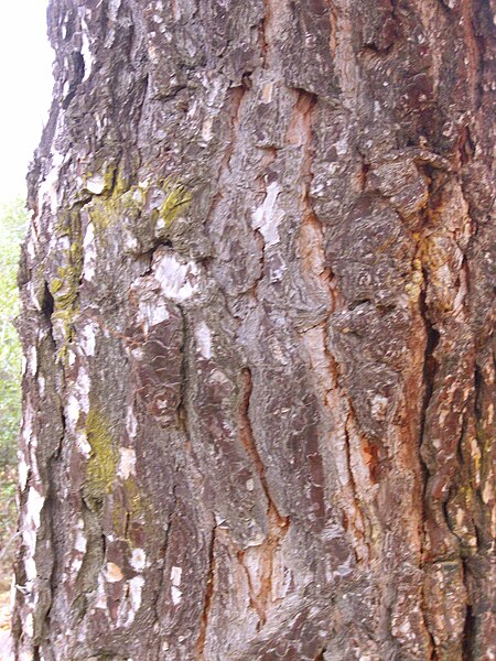 File:Pinus pinea trunk 2010-3-07 DehesaBoyaldePuertollano.jpg