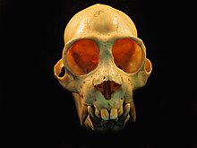 Pithecia skull frontal view 2.jpg