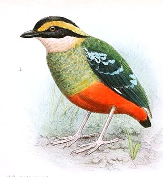 <span class="mw-page-title-main">Green-breasted pitta</span> Species of bird