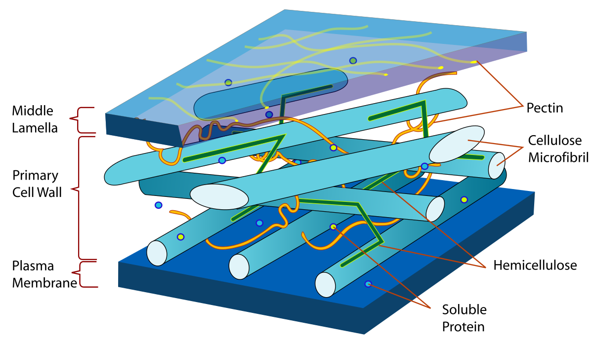 Middle Lamella Wikipedia