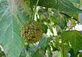 Čeština: Památný strom - platan javorolistý (Platanus hispanica); v Mikulově na křižovatce ulic Pod platanem, Komenského a Vídeňská, okres Břeclav - ČR English: Famous tree (Platanus hispanica) in Mikulov, Břeclav District in Czech Republic