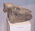 Pliohippus schadel