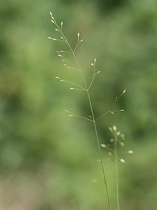 <i>Poa palustris</i> Species of grass